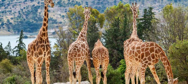 Escursione all'Africam Safari