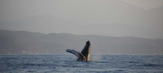 Whale watching a Puerto Ángel
