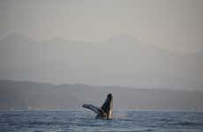 Puerto Ángel Whale Watching