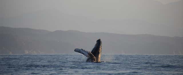 Observation de baleines à Puerto Ángel