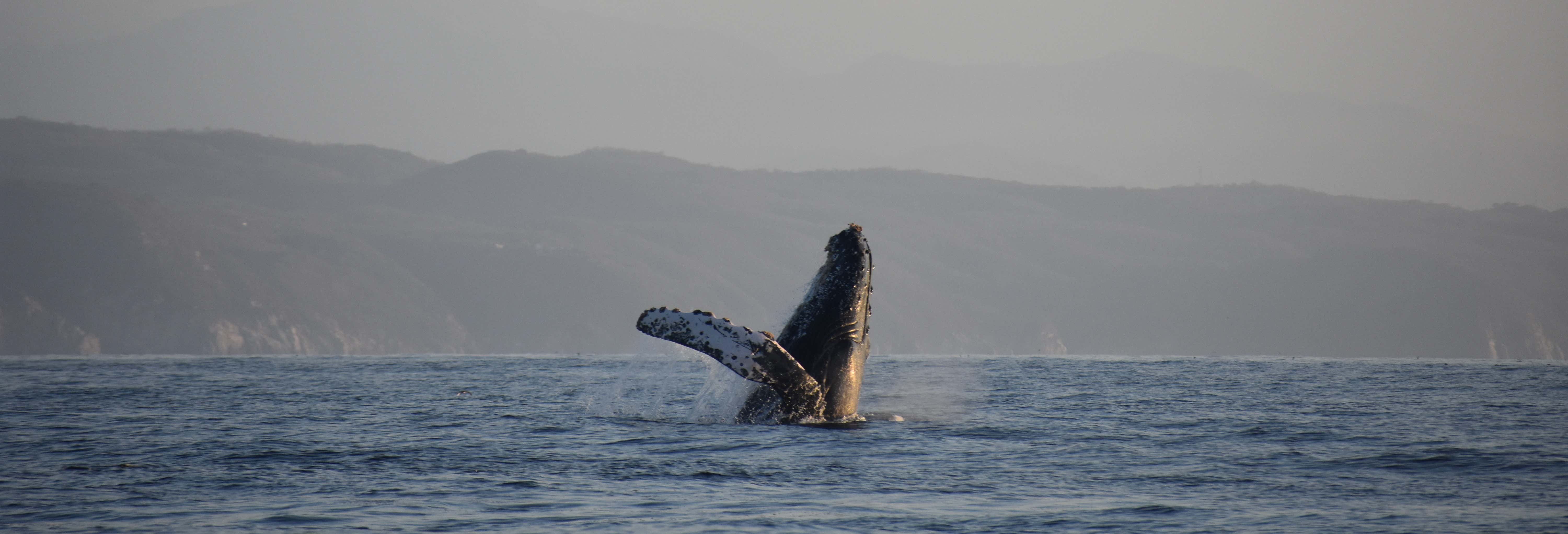Whale watching a Puerto Ángel
