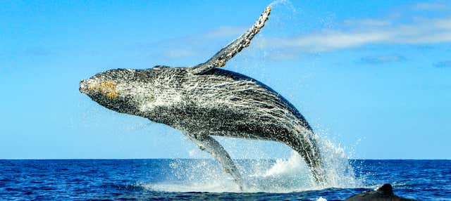 Whale watching a Puerto Escondido