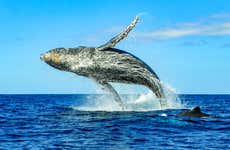 Avistamiento de ballenas y delfines en Puerto Escondido