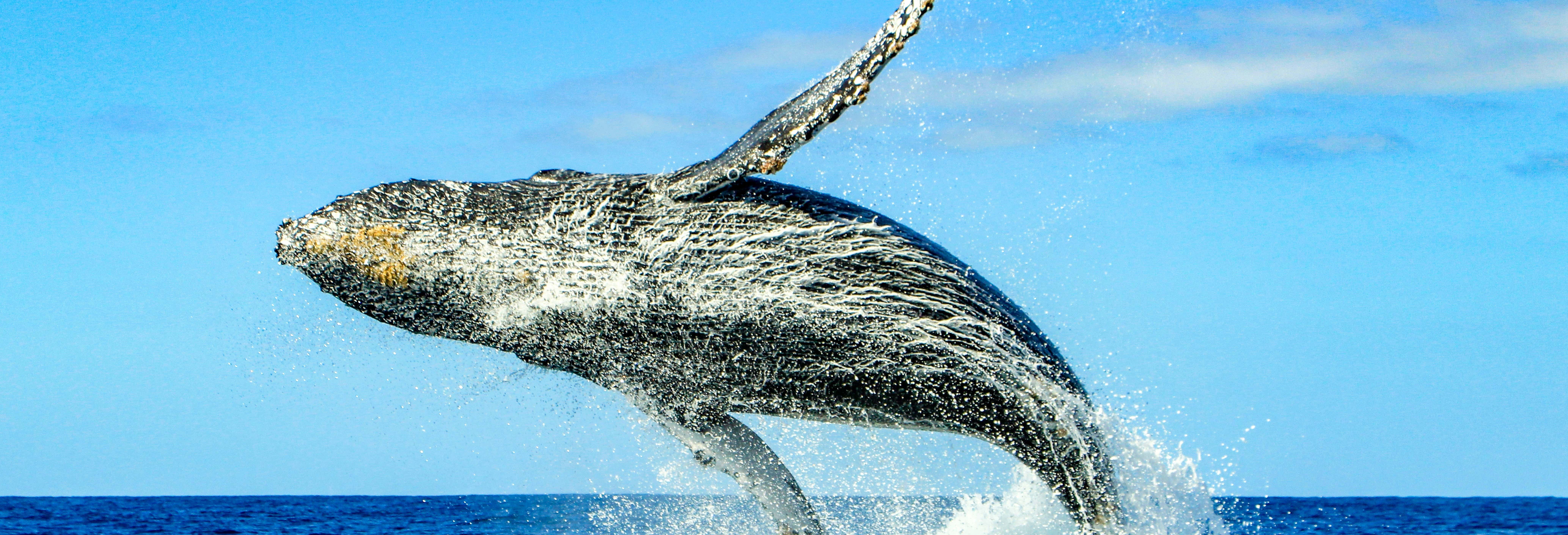 Whale watching a Puerto Escondido