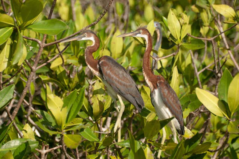 Spot the various bird species living in the lagoon - Spot the various bird species living in the lagoon