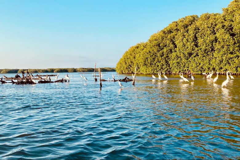 Admire the Chacahua Lagoon National Park - Admire the Chacahua Lagoon National Park