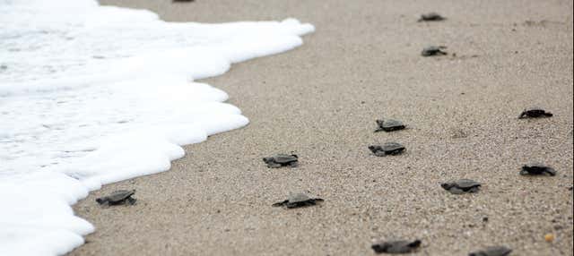 Liberazione di tartarughe nella spiaggia di Colotepec