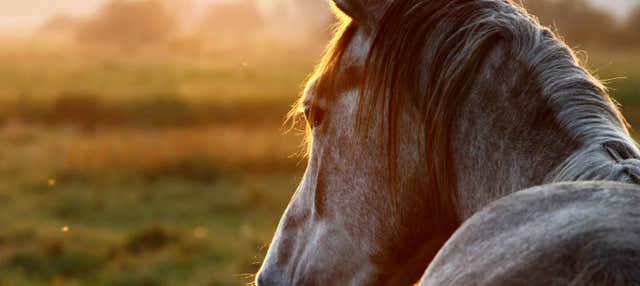 Passeggiata a cavallo a San José Manialtepec