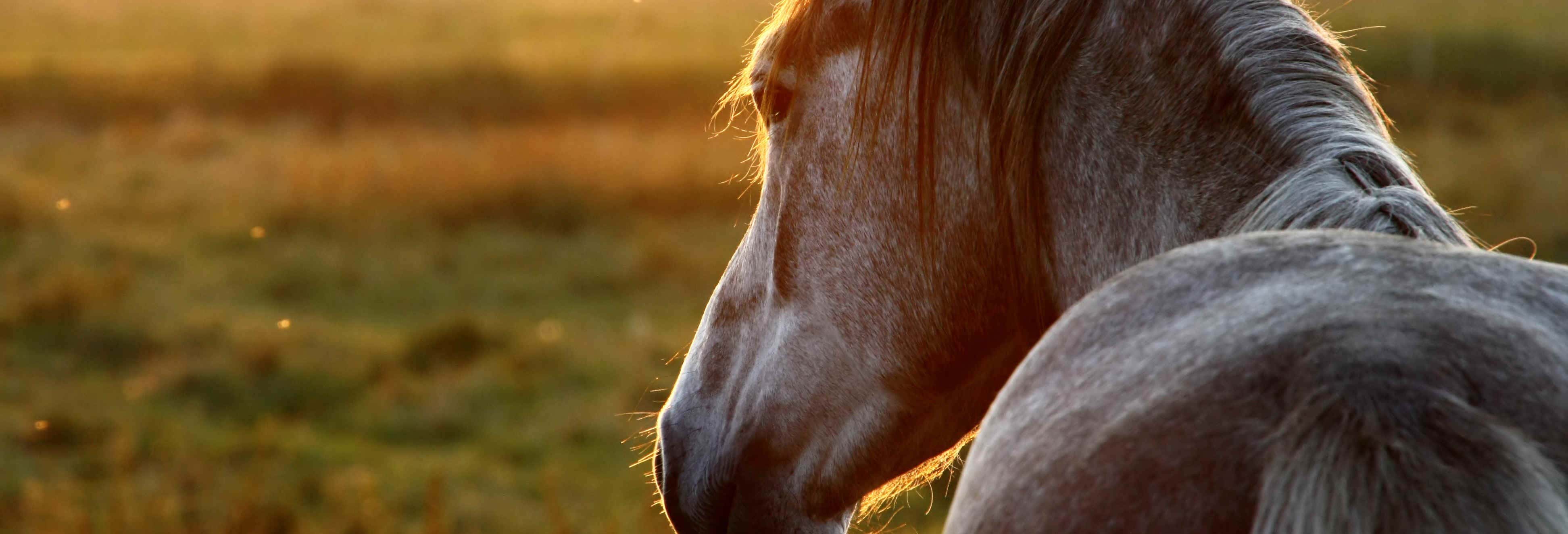 Passeggiata a cavallo a San José Manialtepec