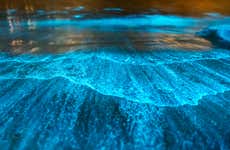 Night Tour of the Manialtepec Lagoon