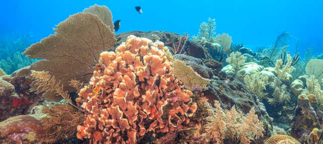 Immersione per principianti a Puerto Morelos