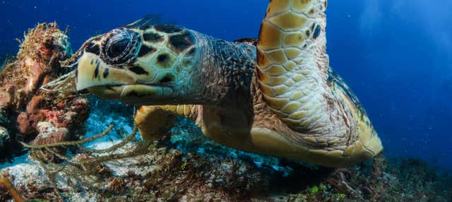 Immersione a Puerto Morelos