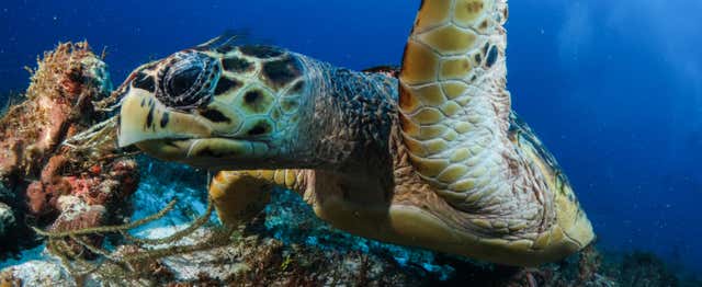 Plongée à Puerto Morelos