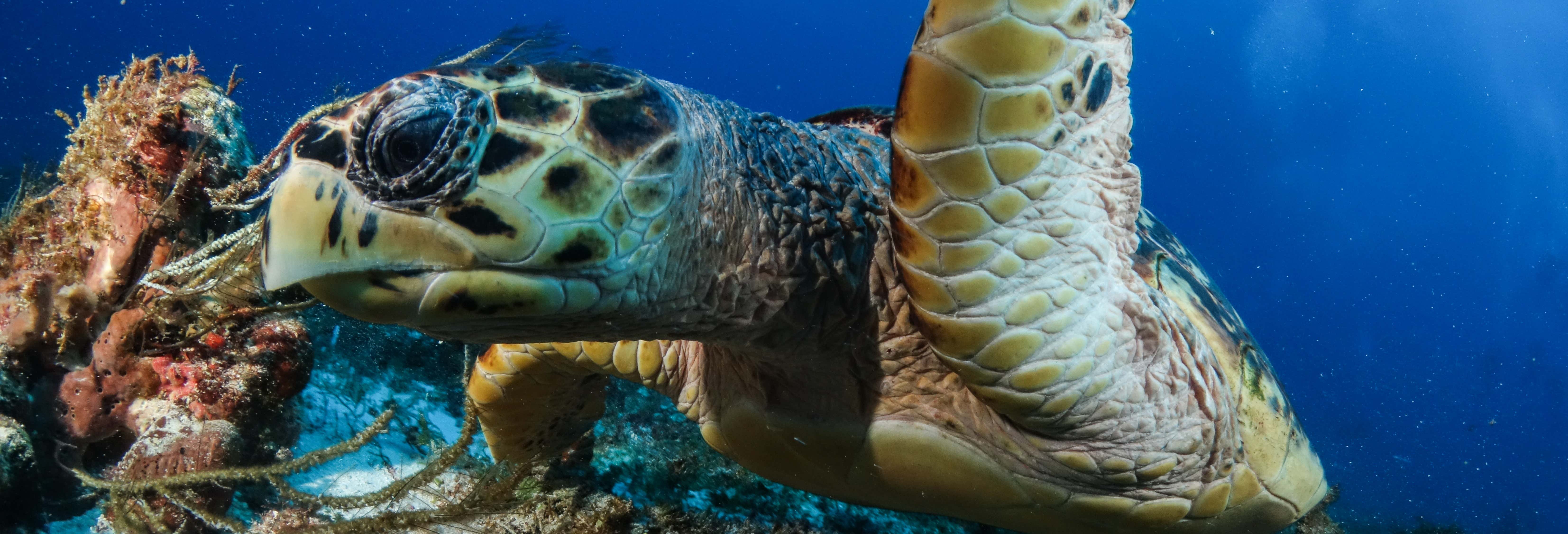 Diving in Puerto Morelos