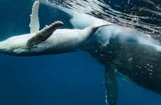 Whale Watching in Puerto Vallarta