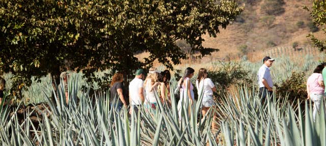 Escursione a Tequila + Visita alla distilleria di José Cuervo