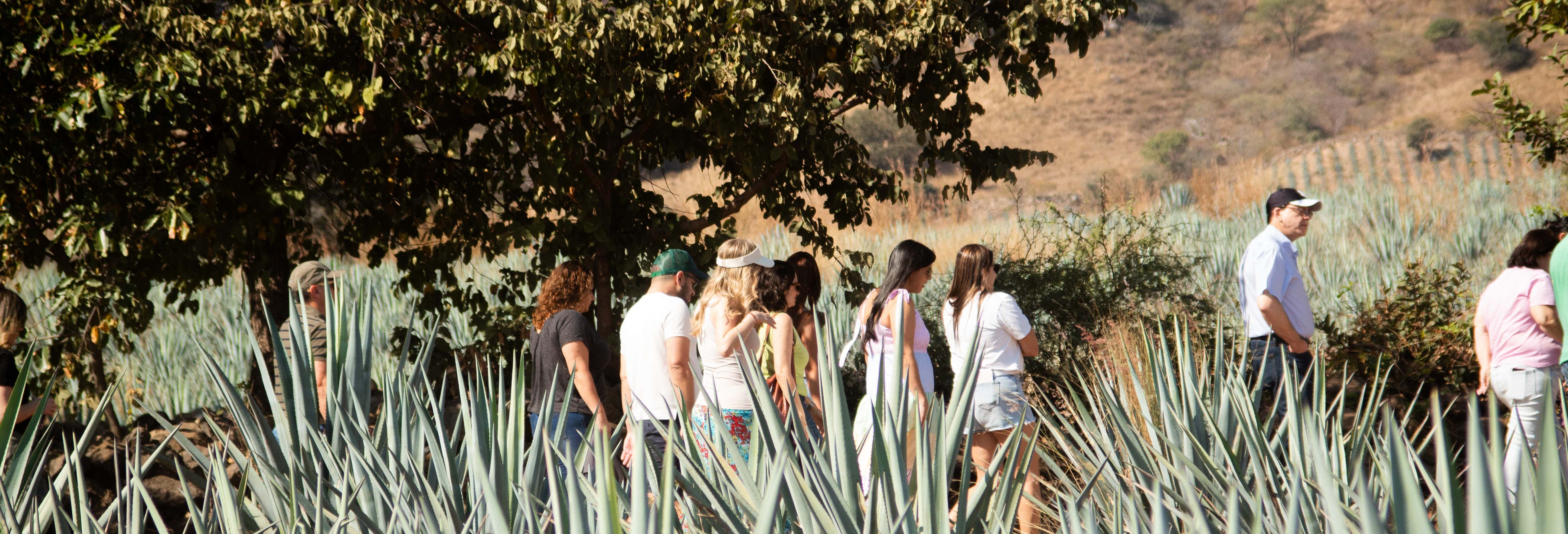 Escursione a Tequila + Visita alla distilleria di José Cuervo