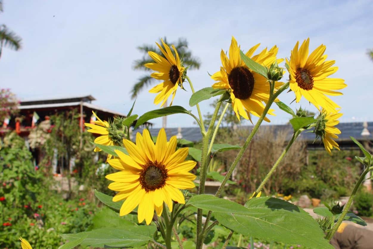 Tour por el Jardín Botánico de Vallarta