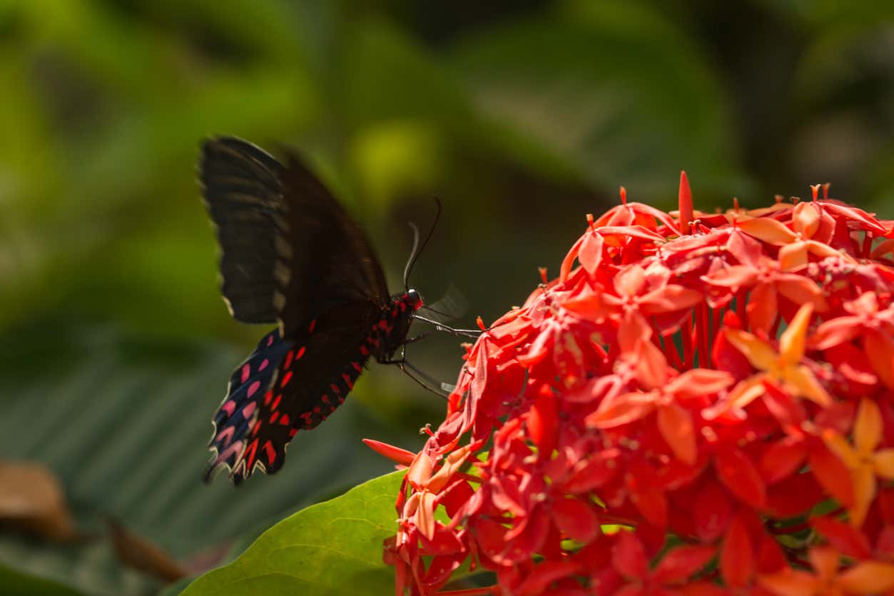 Visita guiada por el mariposario Jardín Mágico