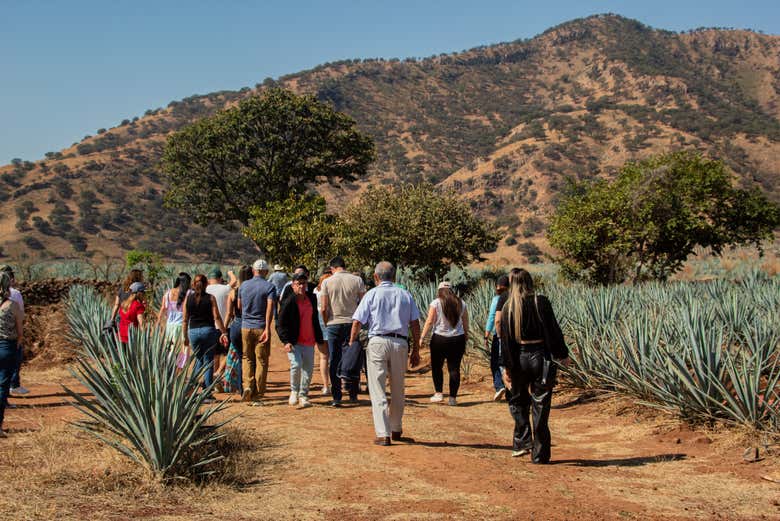 Excursión a Tequila + Visita a la destilería de José Cuervo