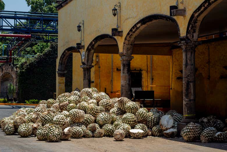 Excursión a Tequila + Visita a la destilería de José Cuervo