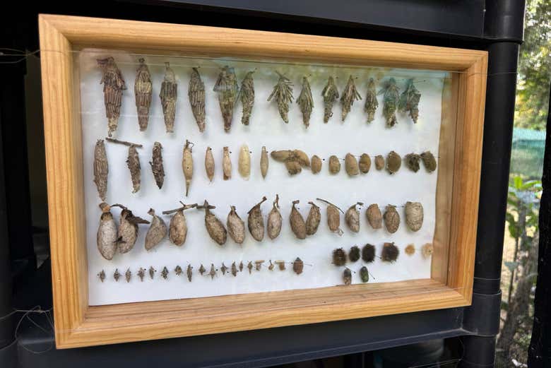 Visita guiada por el mariposario Jardín Mágico