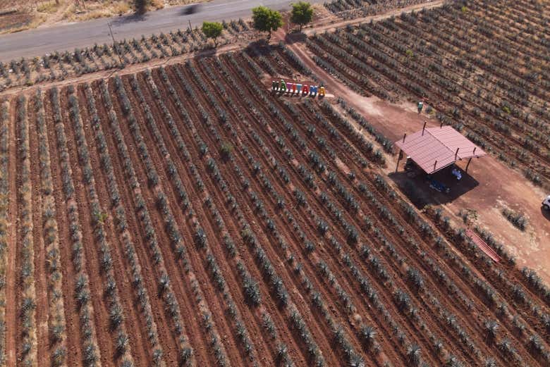 Imagen de Excursión a Tequila + Visita a la destilería de José Cuervo