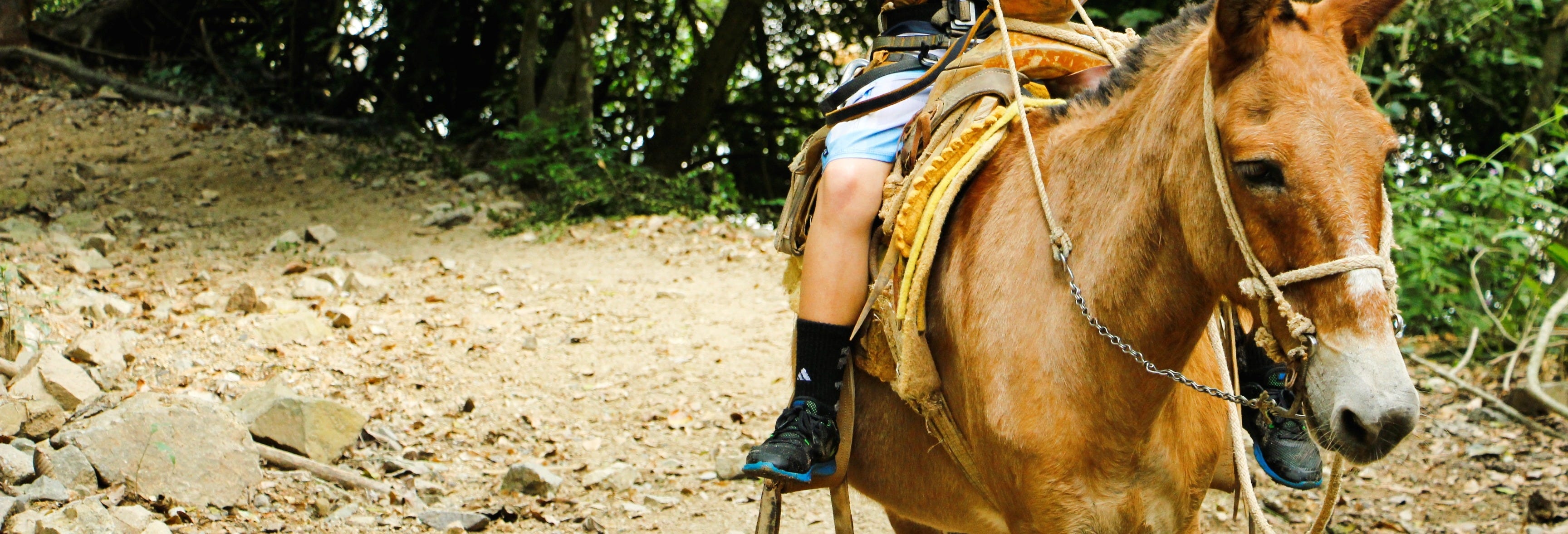 Puerto Vallarta Zip Line Tour & Mule Ride