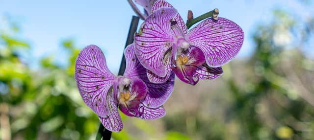 Tour del Giardino Botanico di Vallarta