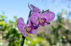 Vallarta Botanical Garden Tour