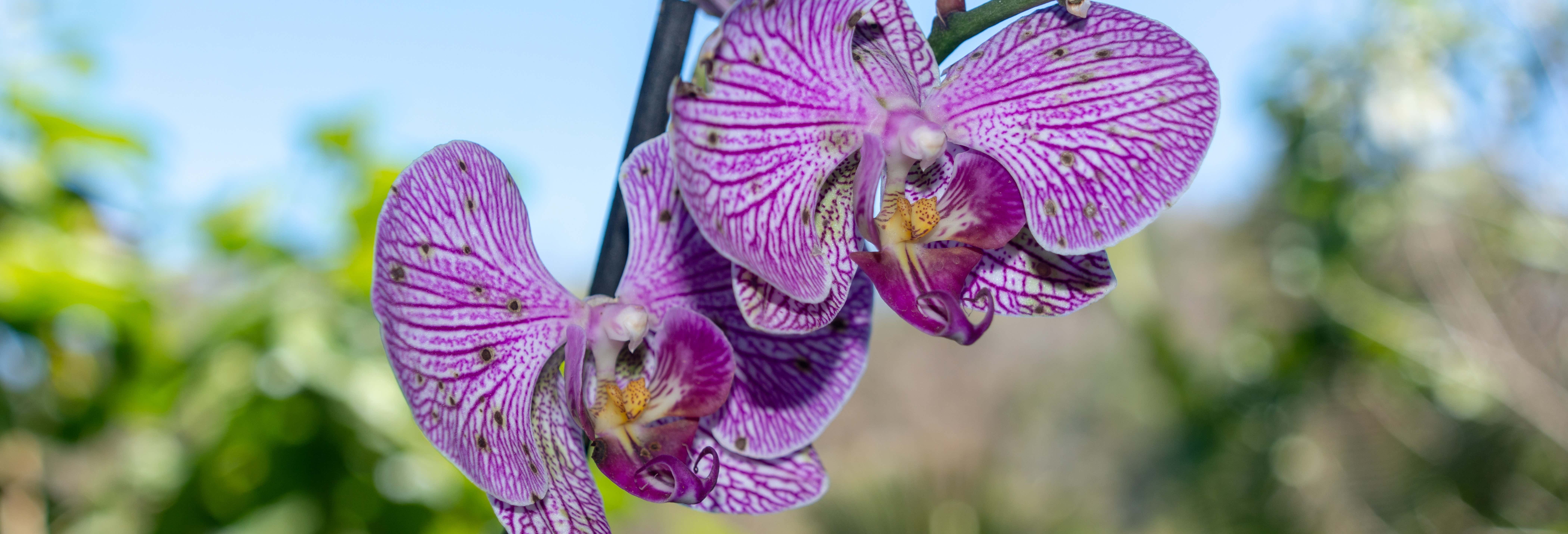 Tour del Giardino Botanico di Vallarta