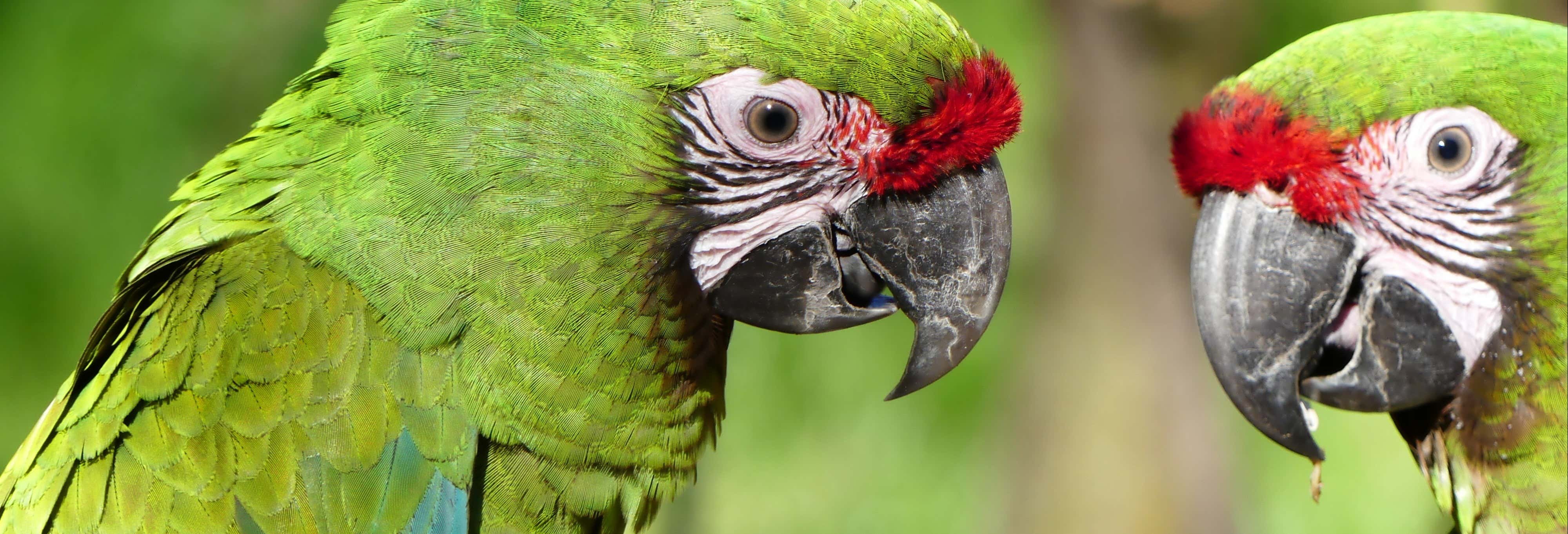 Tour del Santuario dell'Ara Verde