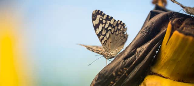 Visita guidata della casa delle farfalle Jardín Mágico