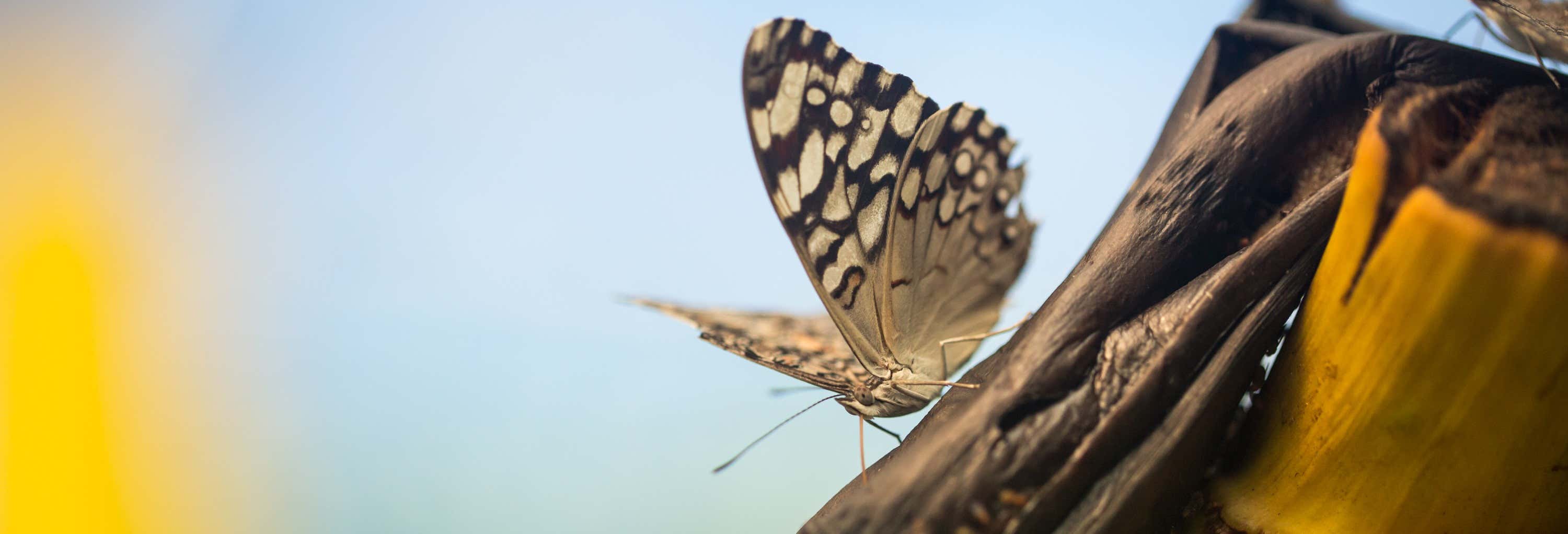 Visita guidata della casa delle farfalle Jardín Mágico