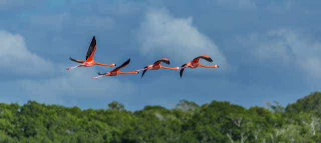 Birdwatching a Río Lagartos