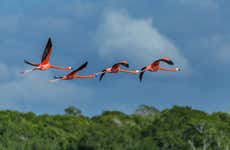 Birdwatching in Rio Lagartos