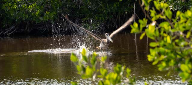 Giro in barca tra le mangrovie di Río Lagartos