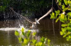 Ria Lagartos Mangroves Boat Ride