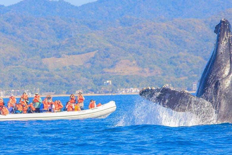 Avistamiento de ballenas en la Riviera Nayarit