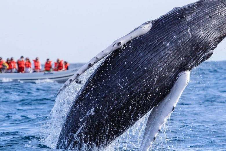 Imagen de Avistamiento de ballenas en la Riviera Nayarit