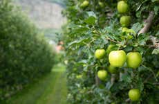Apple Orchard Visit