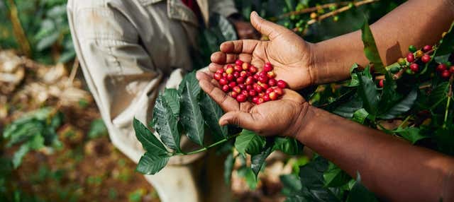 Tour del caffè a Tenejapa + Visita di Romerillo e Cruztón