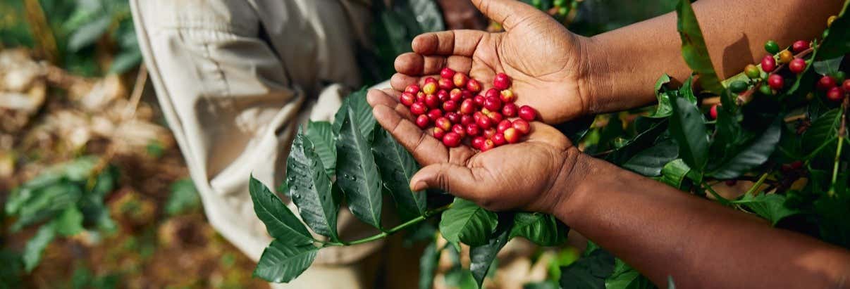 Tour del caffè a Tenejapa + Visita di Romerillo e Cruztón