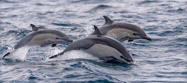 Avvistamento di delfini a Isla Aguada