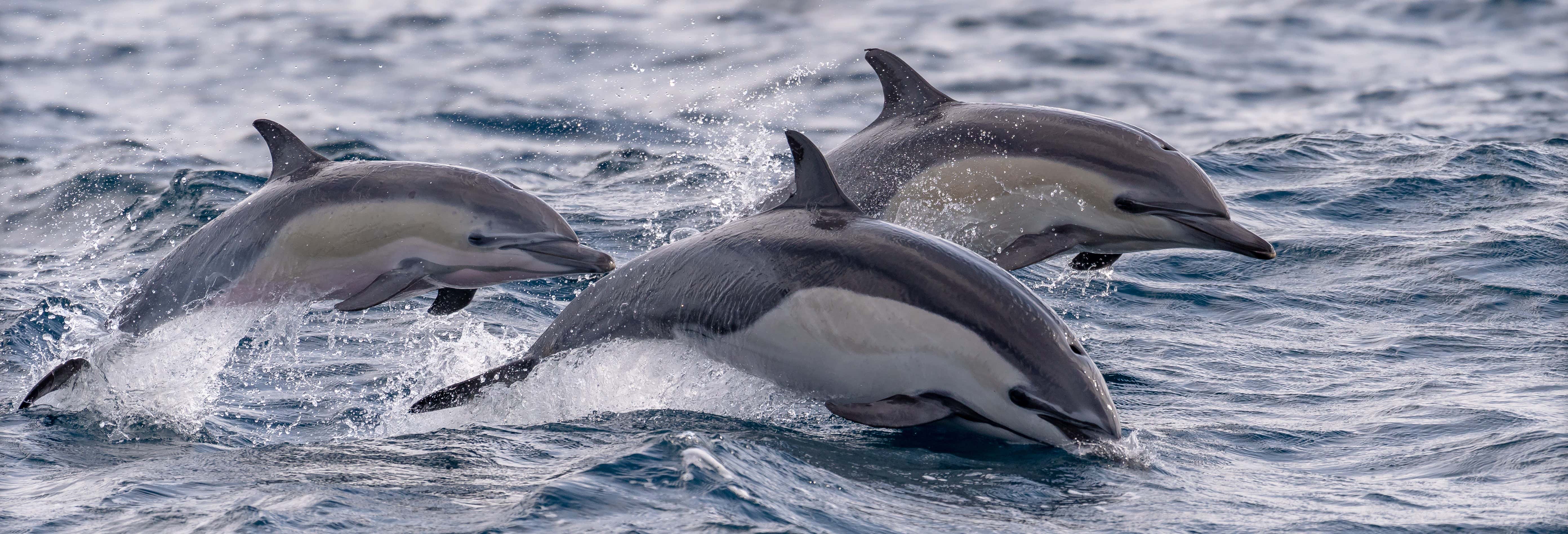 Aguada Island Dolphin Watching