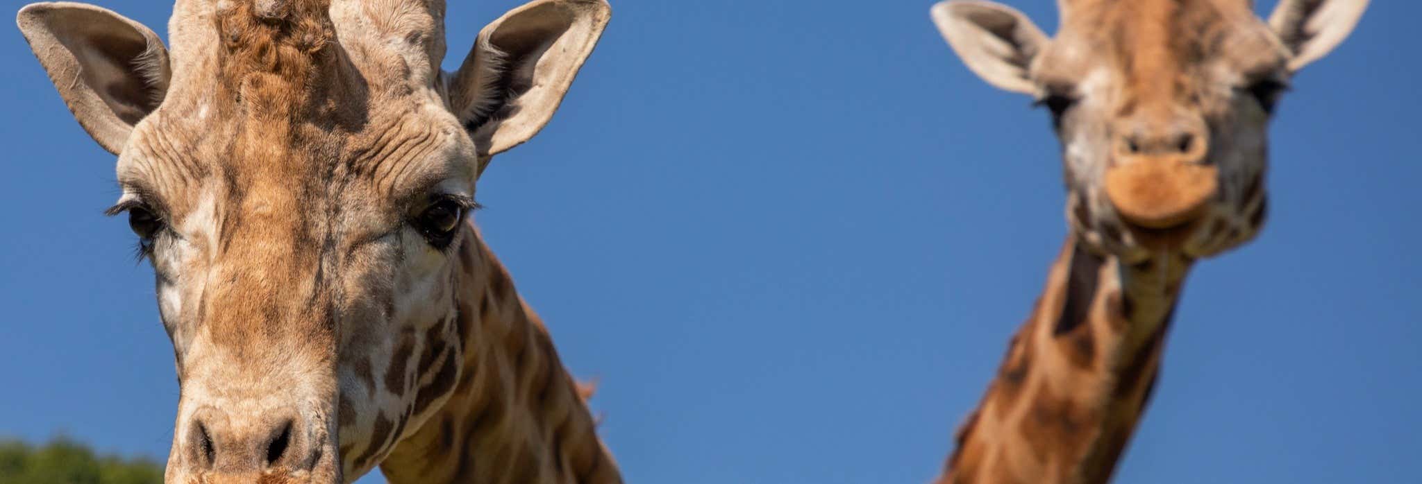 Excursión al Bioparque Estrella