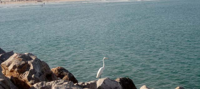 Tour di Tampico e della spiaggia di Miramar