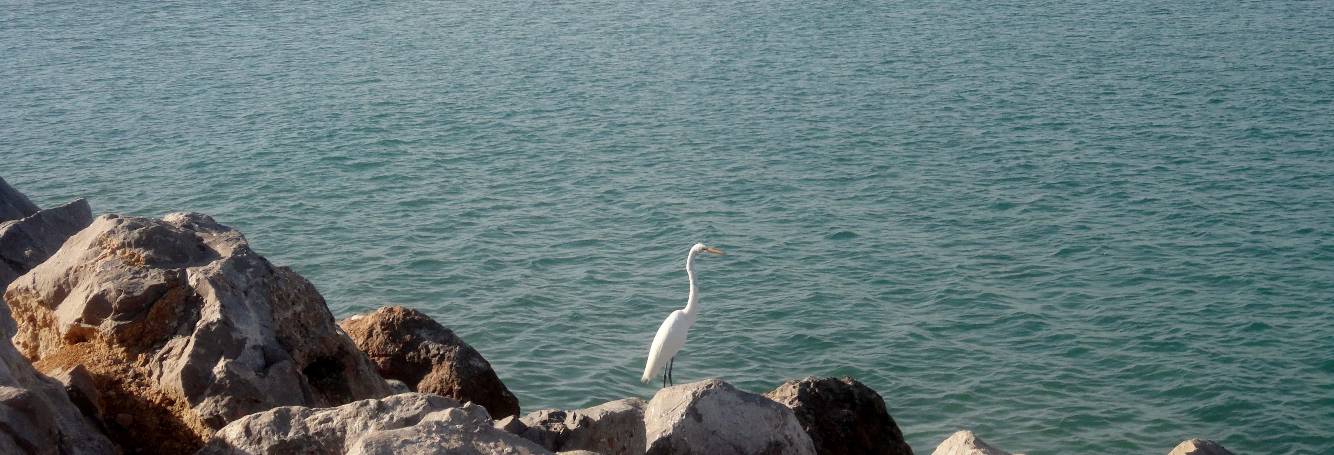 Tour di Tampico e della spiaggia di Miramar
