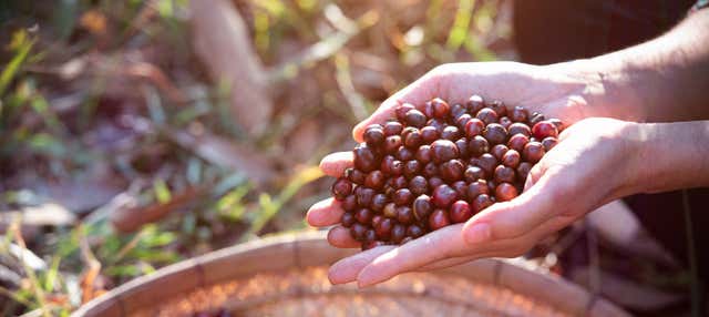 Visita a una piantagione di caffè biologico