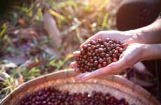 Organic Coffee Farm Tour
